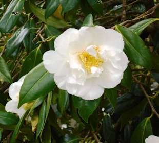 Palheiro Gardens