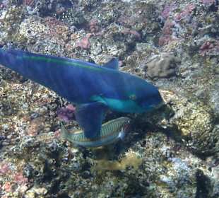Fische am Kuscheln 