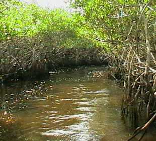 Airboottour in den Everglades