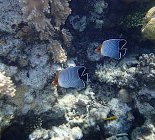 Schnorcheln / Delfintour