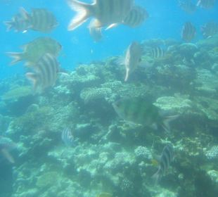 Ausflug Katamaran zu den Korallenriffen