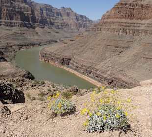Grand Canyon - Colorado River