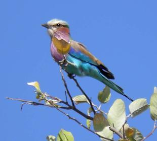 Gabelracke im Mudumu Nationalpark