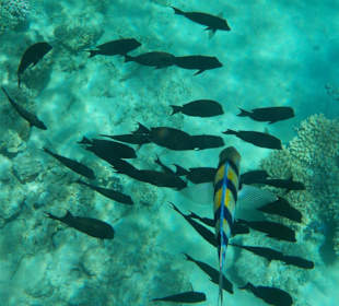 Schnorcheln Sharm el Sheikh