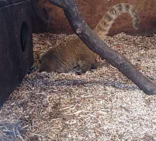 Zoo Ohrada Hluboká nad Vltavou