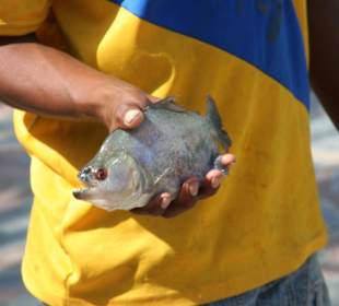 Schon waren die Piranas da