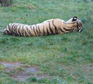 Wildparkimpressionen