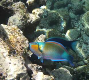 Papageifisch
