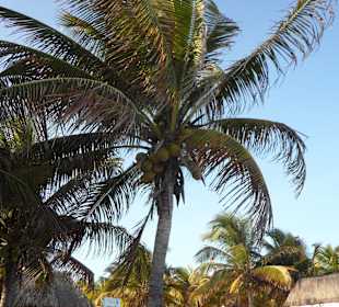 Beim Ausflug: Akumal Beach