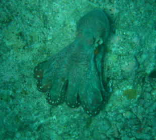 Oktopus