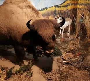 Alpen Wildpark Feld am See