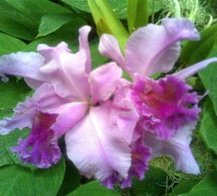 Orchideenausstellung 6