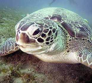 Giorgia - seit 15 Jahren am Sinai Divers  Hausriff