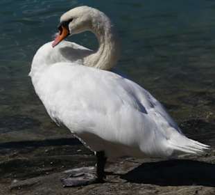 Besuch am Ufer 