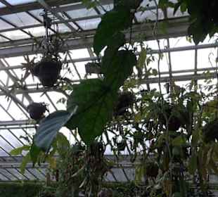 Gewächshäuser Botanischer Garten