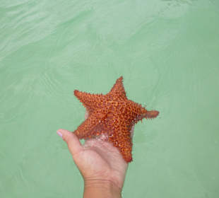 Piscina Natural Seesterne hautnah