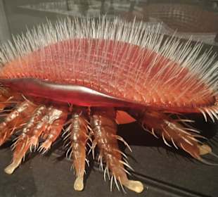 Kleine Tiere riesig groß - hier eine Milbe