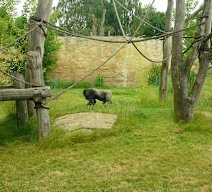 Safari Dvůr Králové nad Labem