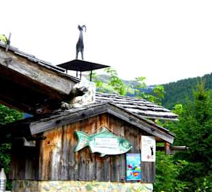 Forellen vom Feinsten und frisch