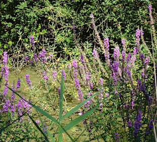 Sommer-Impressionen aus dem Park Links der Weser
