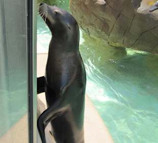 Robbenfüttern ist hier möglich