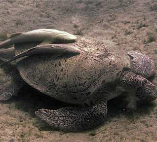 Schildkröte mit Anhang