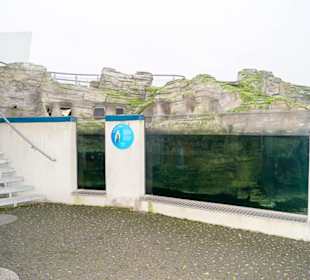 Das Pinguinbecken-leider leer