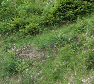 Waldlehrpfad in Tieringen