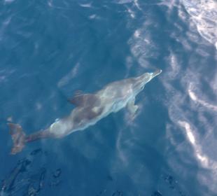 Delfin im Atlantik! 