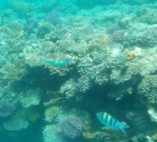 Rotmeer-Picassodrücker