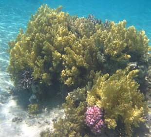 Ausflug nach Abu Dabab