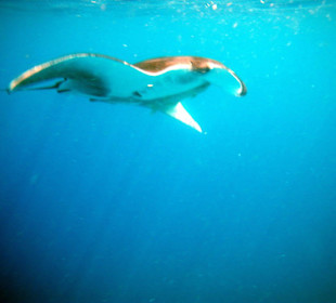 Adlerrochen in unserer Bucht