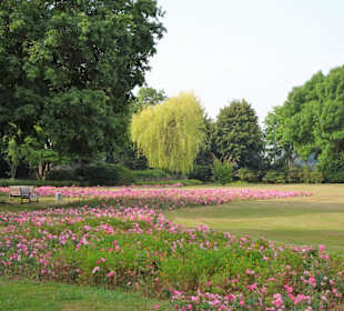 Im Rosengarten des Nordparks