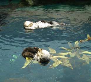 2 Biber an der Wasseroberfläche beim Putzen!