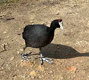 Naturpark S'Albufera