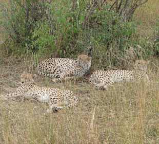 3 Geparden Männchen