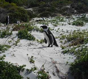 Boulders Beach