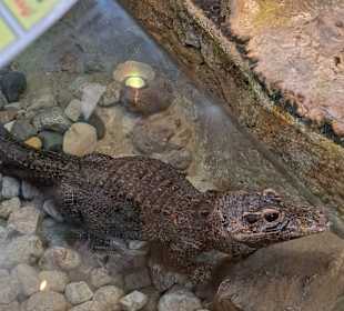 Reptilien Zoo Happ 