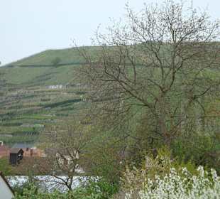 Blick in die Rebberge