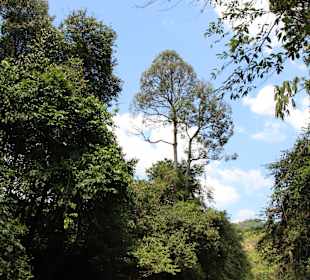 Kanufahrt am Sok River