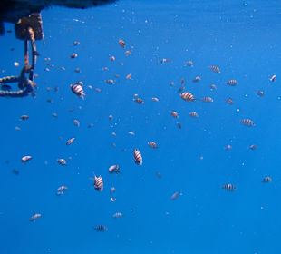 Fische unter der Badeplattform