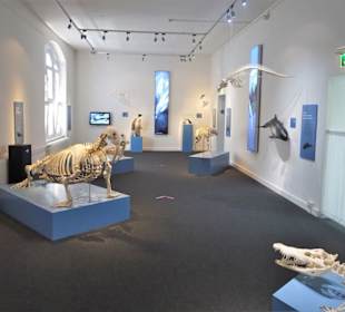 Rundgang durch das Zoologische Museum Kiel