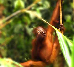 Orang-Utan Rehabilitationscenter