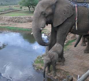 Elefanten Camp