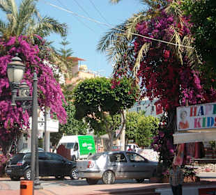 Ein Blickfang und Fotomotiv