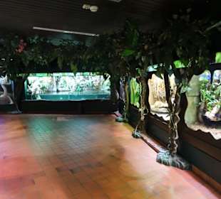 Im Terrarium des "Haus der Natur"