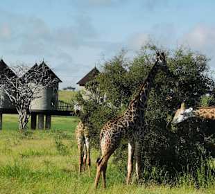 Giraffen 