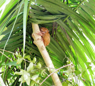 Bohol Tarsier Affen