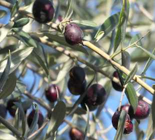 Spaziergang entlang der Promenade bei Opatija