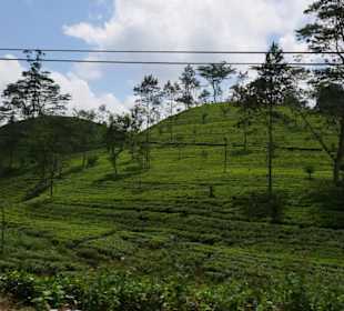 Teeplantage im Hochland